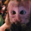 monke_virus