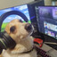 RexElPerro