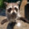 washbear