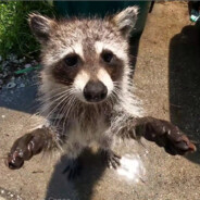 washbear
