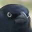 WarCrow