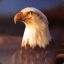 _EaglE_&gt;:D