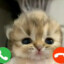 ◀ CATS ▶ Miposhka™