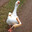 GOOSE KOOPA