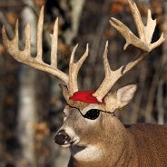 Buckaneer