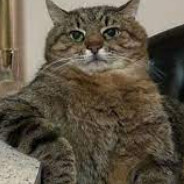 КОТ НА КОЛЯСКЕ