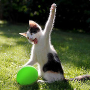 MoarSaltSmallerViolinPls