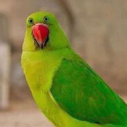 𝕲𝖚𝖒𝖕𝖔 𝕲𝖎𝖓𝖌𝖑𝖊𝖉𝖔𝖕 Ⅲ