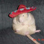 rat