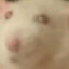 Sewer Rat