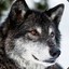 RitualWolf