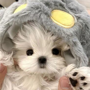 伪娘技师软软