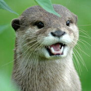 Confused Otter