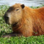 Capybara#TheOne