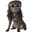 Dog Marley