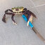 IntimidationCrab