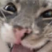 TIGERXXXCAERAUXXX