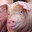 Oinkslop