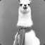 A ponderous llama