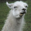 Spitting Lama