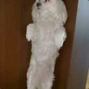 sp1ng - steam id 76561197963180588