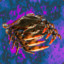 Crustaceans