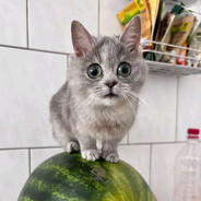 кот на арбузе