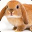 MrBunny