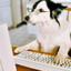 Major Barks