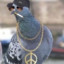 Thug Life Pigeon™