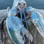 Blue lobster