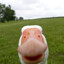 goose