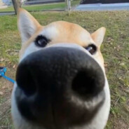 蒂亚戈.路易斯.莱万多夫斯金。玛德莱莱