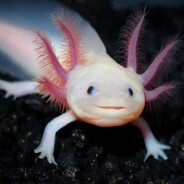 Аксолотль