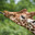 alabamagiraffe