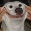 Doogle