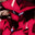 Red_Reizer