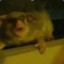 Shrimpo