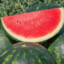 SweetSweetWatermelons