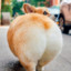 corgi ass