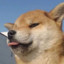 Ayu