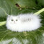 Котогусеница