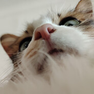 不准在我床底叫了