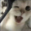 魔法猫猫