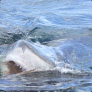 KILLERSHARK