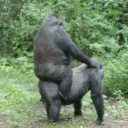 |PivoPeek| [Коичи]