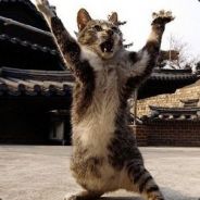 vuduu - steam id 76561197964320735