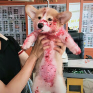 杀到九天十地无人称尊