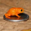 Pumpkin Toadlet