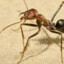 Ant